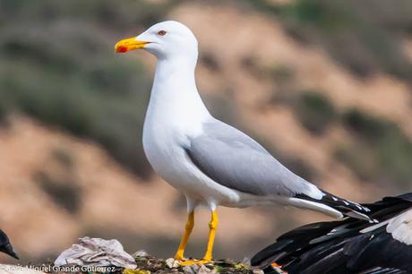 OBSERVANDO AVES EN NAVARRA ESPAÑA-Birding IN NAVARRE SPAIN