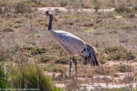 OBSERVANDO AVES EN NAVARRA ESPAÑA-Birding IN NAVARRE SPAIN