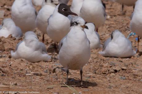 OBSERVANDO AVES EN NAVARRA ESPAÑA-Birding IN NAVARRE SPAIN