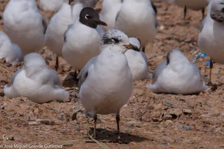 OBSERVANDO AVES EN NAVARRA ESPAÑA-Birding IN NAVARRE SPAIN