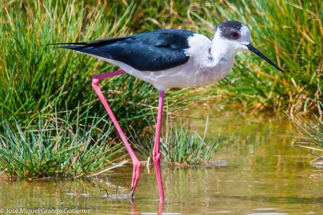 OBSERVANDO AVES EN NAVARRA ESPAÑA-Birding IN NAVARRE SPAIN