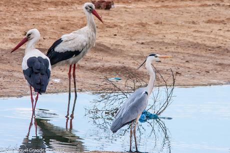 OBSERVANDO AVES EN NAVARRA ESPAÑA-Birding IN NAVARRE SPAIN