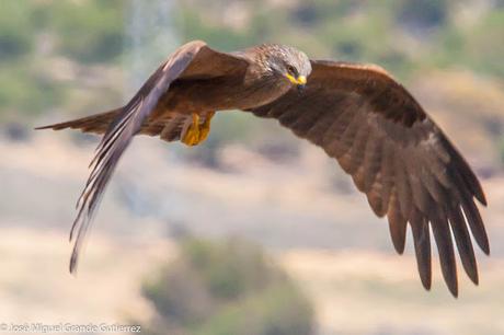 OBSERVANDO AVES EN NAVARRA ESPAÑA-Birding IN NAVARRE SPAIN