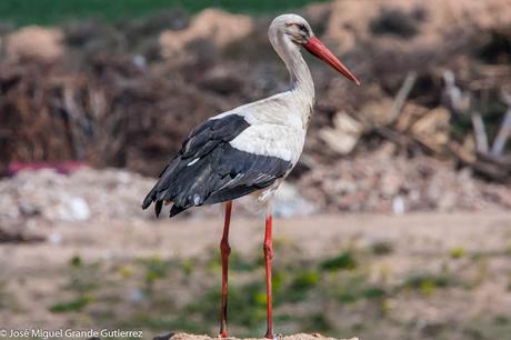 OBSERVANDO AVES EN NAVARRA ESPAÑA-Birding IN NAVARRE SPAIN