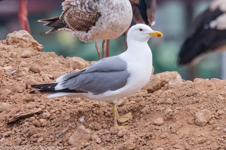 OBSERVANDO AVES EN NAVARRA ESPAÑA-Birding IN NAVARRE SPAIN