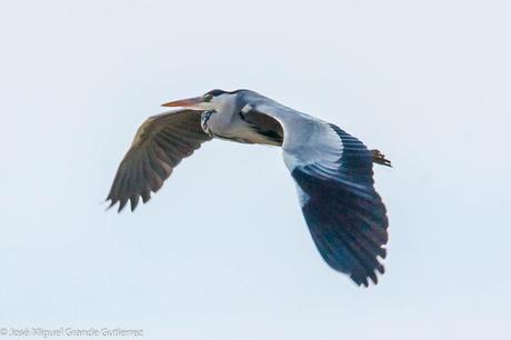 OBSERVANDO AVES EN NAVARRA ESPAÑA-Birding IN NAVARRE SPAIN