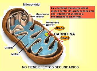 L-Carnitina para adelgazar: ¿Funciona?