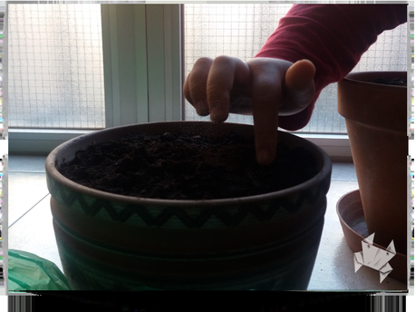 Más allá del jardín Más allá del jardín