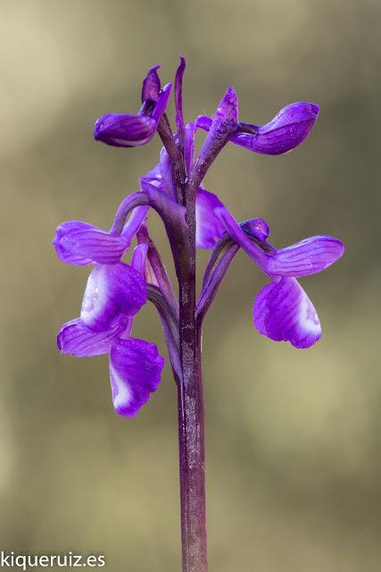 Review Nikkor micro AF 200 mm f4 ED Review Nikkor micro AF 200 mm f4 ED