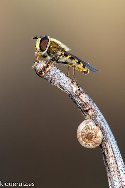 Review Nikkor micro AF 200 mm f4 ED Review Nikkor micro AF 200 mm f4 ED