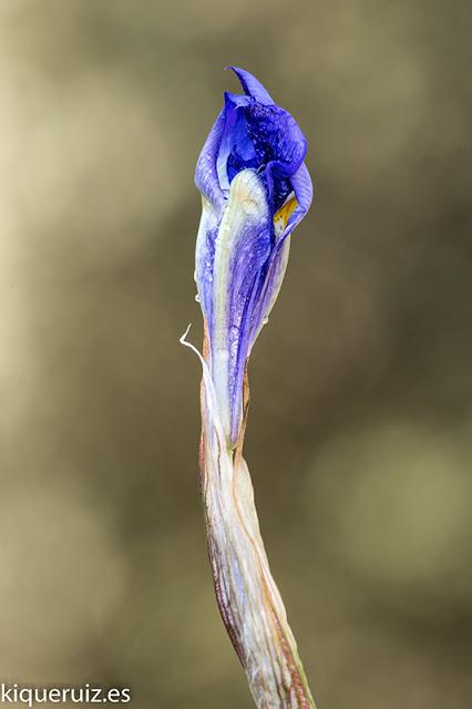 Review Nikkor micro AF 200 mm f4 ED Review Nikkor micro AF 200 mm f4 ED