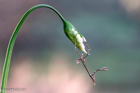 Review Nikkor micro AF 200 mm f4 ED Review Nikkor micro AF 200 mm f4 ED