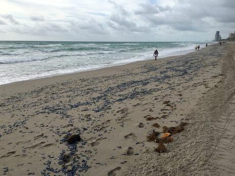 Miles de medusas colman una playa de la Florida, pintando la orilla de azul