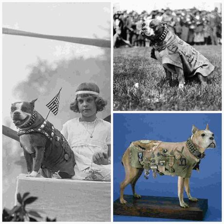 El perro sargento Stubby El perro sargento Stubby