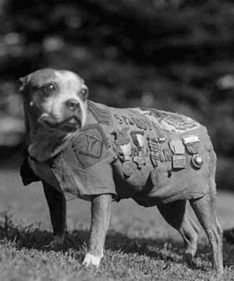 El perro sargento Stubby El perro sargento Stubby