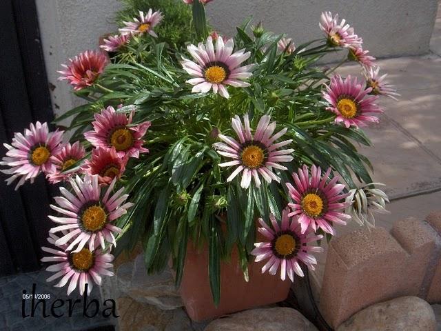 Gazania