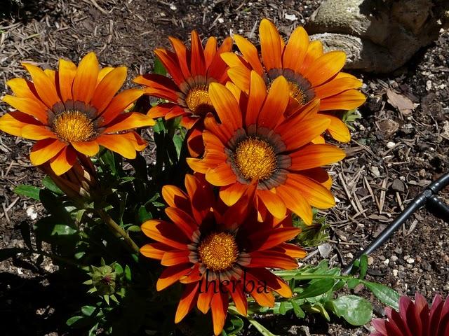 Gazania