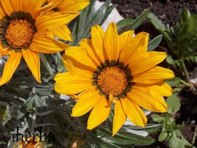 Gazania