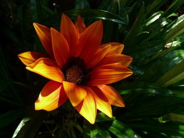 Gazania