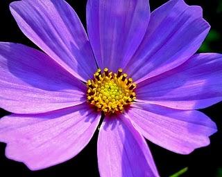 Simplificando mi vida Simplificando mi vida