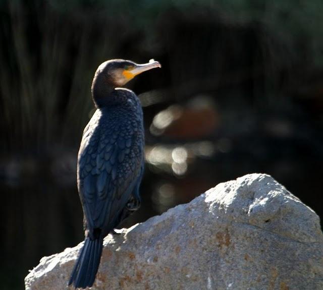 CORMORÁN GRANDE-PHALACROCORAX CARBO-GREAT CORMORANT