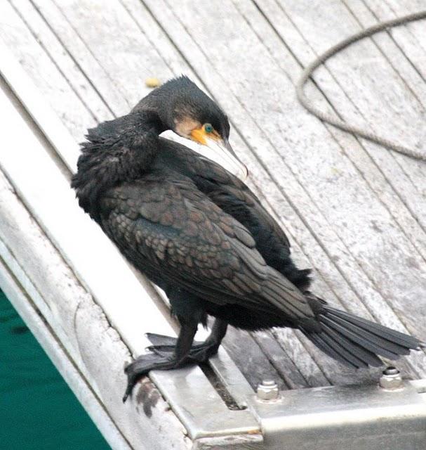 CORMORÁN GRANDE-PHALACROCORAX CARBO-GREAT CORMORANT