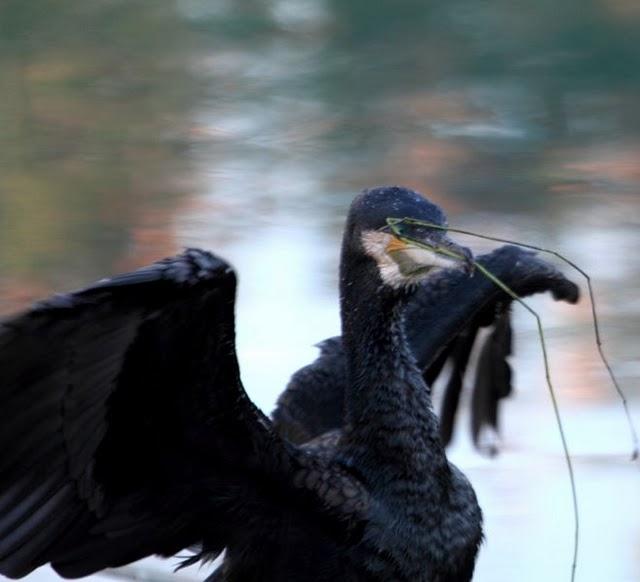 CORMORÁN GRANDE-PHALACROCORAX CARBO-GREAT CORMORANT