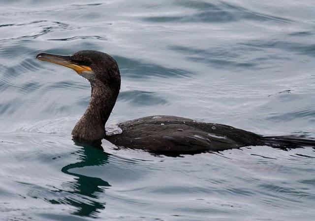 CORMORÁN GRANDE-PHALACROCORAX CARBO-GREAT CORMORANT