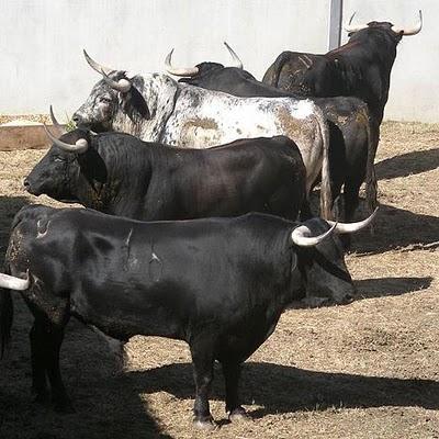 Uno de los nuestros VII: Hdros. de Cebada Gago Uno de los nuestros VII: Hdros. de Cebada Gago