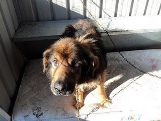 Rescatado en Luarca.Sin palabras. Rescatado en Luarca.Sin palabras.