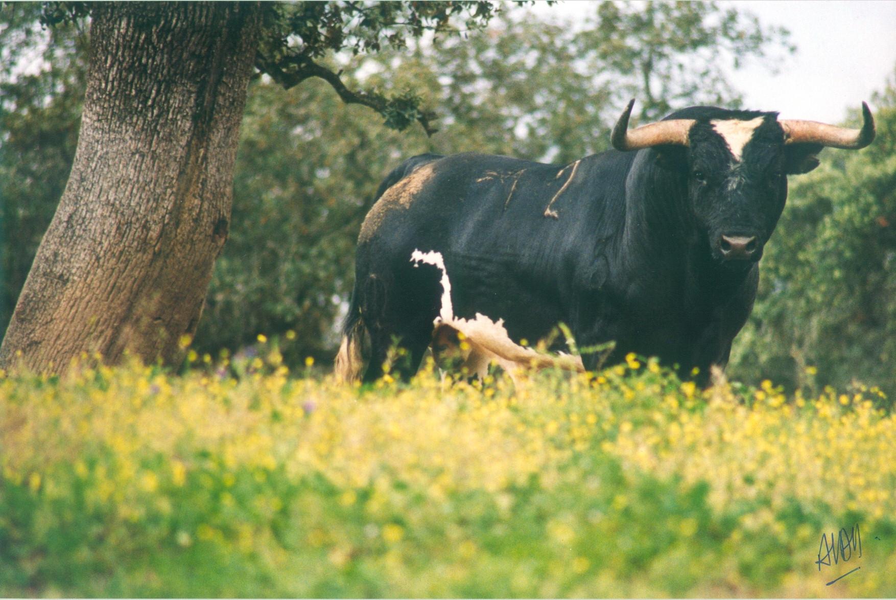 ¿¿Pobres TOROS?? ¡Pobres PATOS! ¡Pobres CERDOS! ¡Pobres GALLINAS!