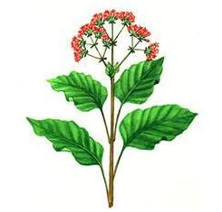 Quina combate la disenteria la menstruacion Quina combate la disenteria la menstruacion