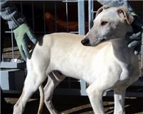URGENTE !!!! Por favor, una casa de acogida para PANCHO en Valencia, Alicante, Madrid, Girona, Barcelona, Tarragona esta en la perrera de priego URGENTE !!!! Por favor, una casa de acogida para PANCHO en Valencia, Alicante, Madrid, Girona, Barcelona, Tarragona esta en la perrera de priego