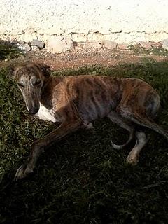 Galgo herido en la calle-Cuenca