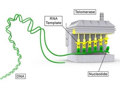 Retrasar el envejecimiento activando la telomerasa con Ta-65 Retrasar el envejecimiento activando la telomerasa con Ta-65