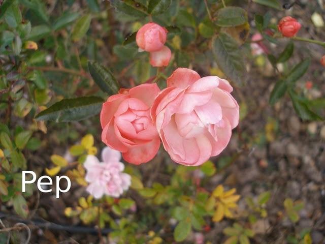 Rosas Koster: un toque de color en pleno invierno Rosas Koster: un toque de color en pleno invierno