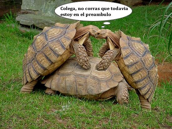 animales make love animales make love