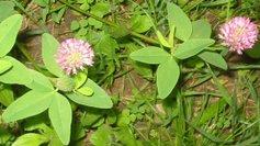 Trebol rojo apasigua problemas de menopausia,eccema,bronquitis,ulceras Trebol rojo apasigua problemas de menopausia,eccema,bronquitis,ulceras