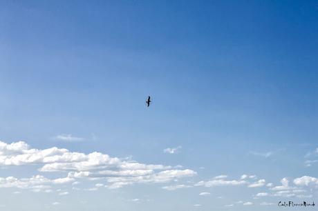 Pájaro con alas extendidas volando sobre nubes en cielo azul.