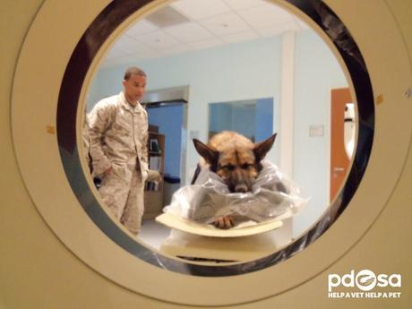 Perro héroe que perdió una pierna en Afganistán, es condecorado por su valor con prestigiosa medalla Perro héroe que perdió una pierna en Afganistán, es condecorado por su valor con prestigiosa medalla