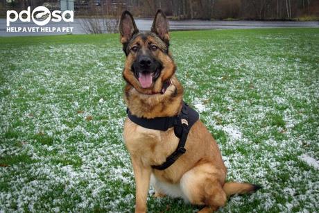 Perro héroe que perdió una pierna en Afganistán, es condecorado por su valor con prestigiosa medalla Perro héroe que perdió una pierna en Afganistán, es condecorado por su valor con prestigiosa medalla