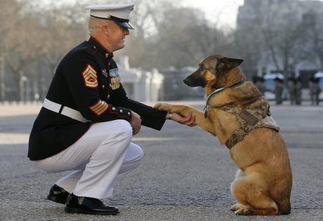 Perro héroe que perdió una pierna en Afganistán, es condecorado por su valor con prestigiosa medalla Perro héroe que perdió una pierna en Afganistán, es condecorado por su valor con prestigiosa medalla
