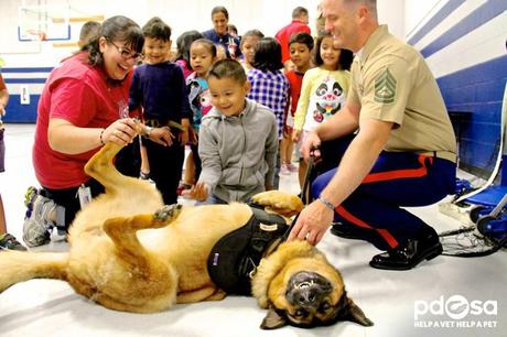 Perro héroe que perdió una pierna en Afganistán, es condecorado por su valor con prestigiosa medalla Perro héroe que perdió una pierna en Afganistán, es condecorado por su valor con prestigiosa medalla