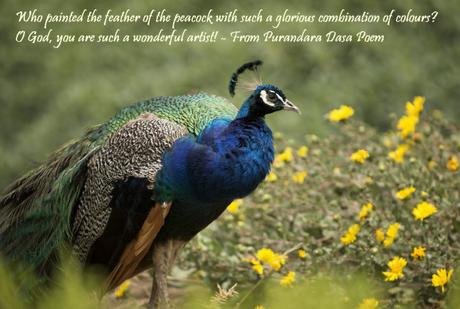 Sanathana Sarathi - Eterno conductor pavo real