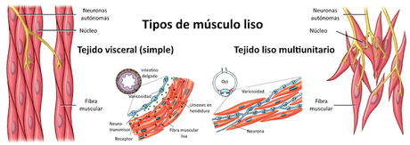 El sistema muscular I
