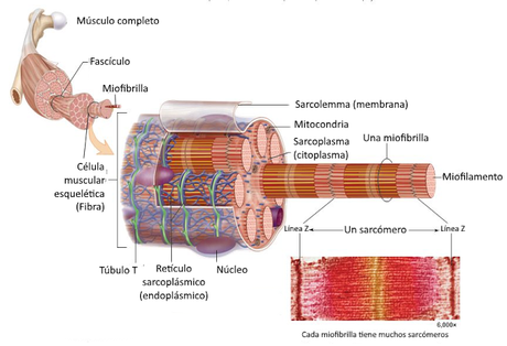 El sistema muscular I