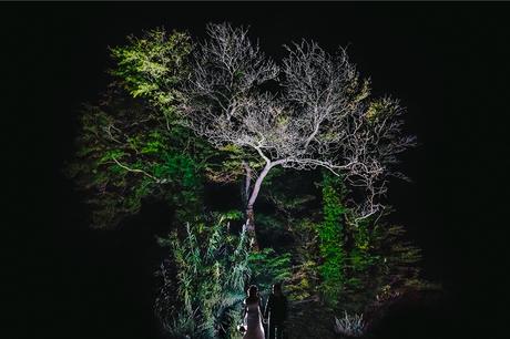 arbol-novios-contraluz-reportaje-boda-zaragoza