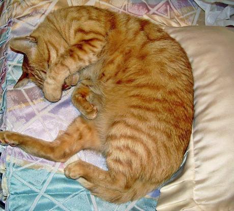 A LA PEREZA A LA PEREZA