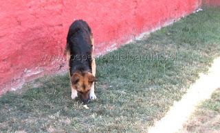 Gitanos abandonan mascota