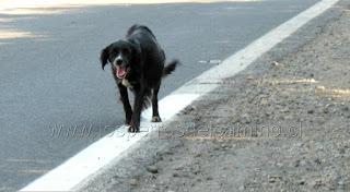 Perrita preñada en el abandono